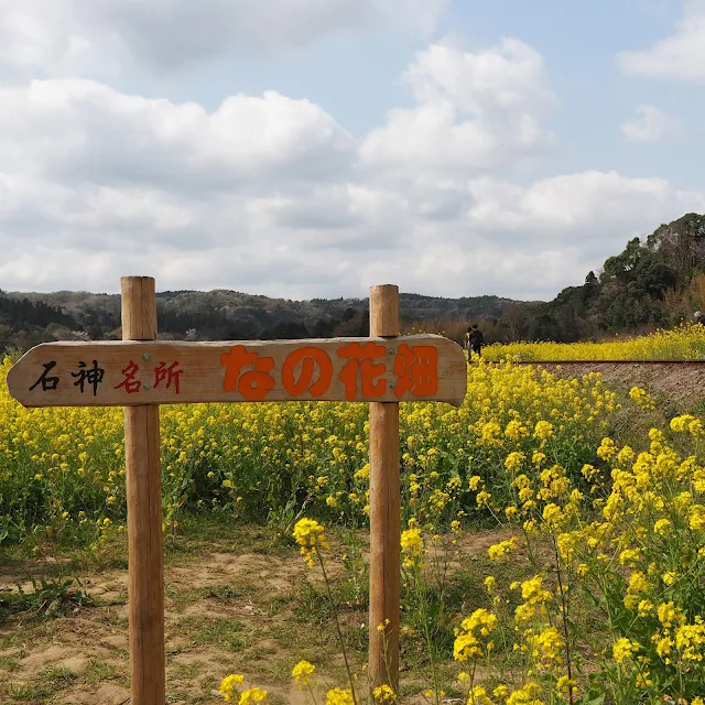 小湊鐵道　石神　菜の花畑