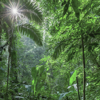 Lush green rainforest canopy in Liberia with sunlight filtering through the leaves.