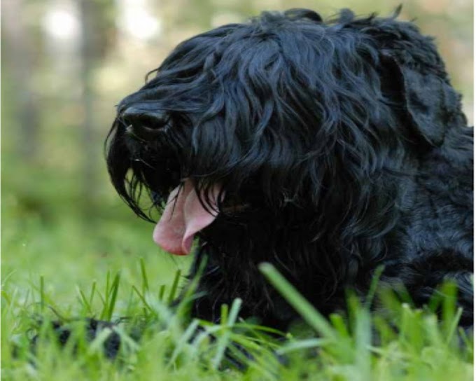 Black Russian Terrier