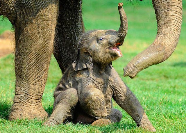 Funny Baby Elephants New Photos/Pictures 2012