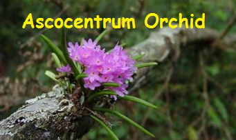 Ascocentrum Orchid Flower