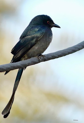“The Ashy Drongo (Dicrurus leucophaeus) is a sleek, medium-sized bird with mostly black plumage that is distinguished by its forked tail and white vent feathers. This Ashy Drongo, perched on a branch against a lush background, illustrates its nimble and acrobatic character in its native habitat.”