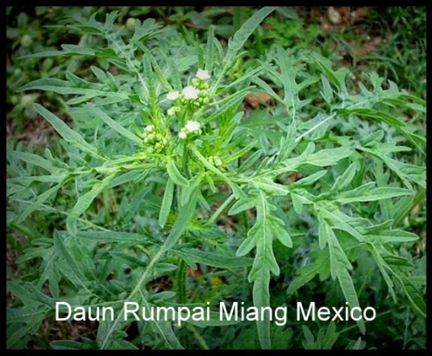 Rumpai Miang Mexico [2]