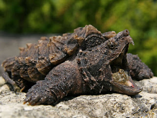 Alligator Snapping Turtle ( AST )