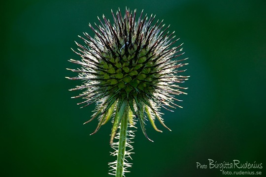 macro_20110802_light