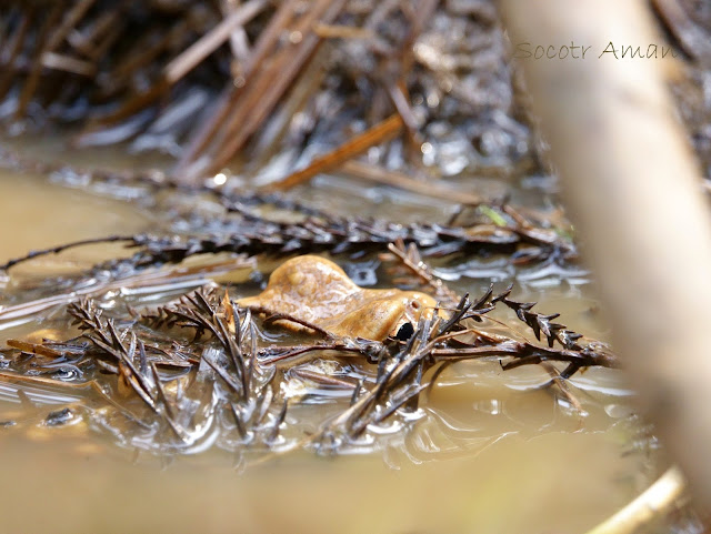 Bufo japonicus