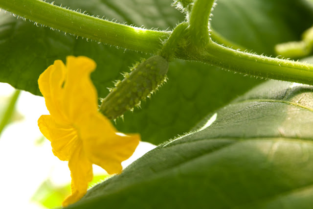 Developing cucumber on 32-day-old plant