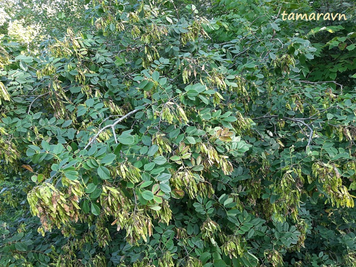 Маакия амурская (Maackia amurensis)