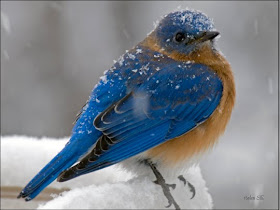 Blue Bird Photo
