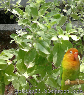 Menurunkan birahi Burung Lovebrid