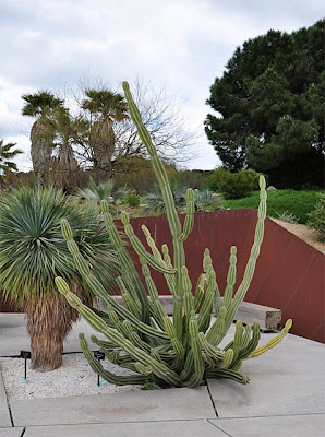 Cereus hildmannianus (hedge cactus / queen of the night)