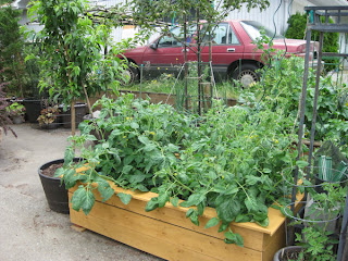 Tomatoes in sub-irrigation planter bed