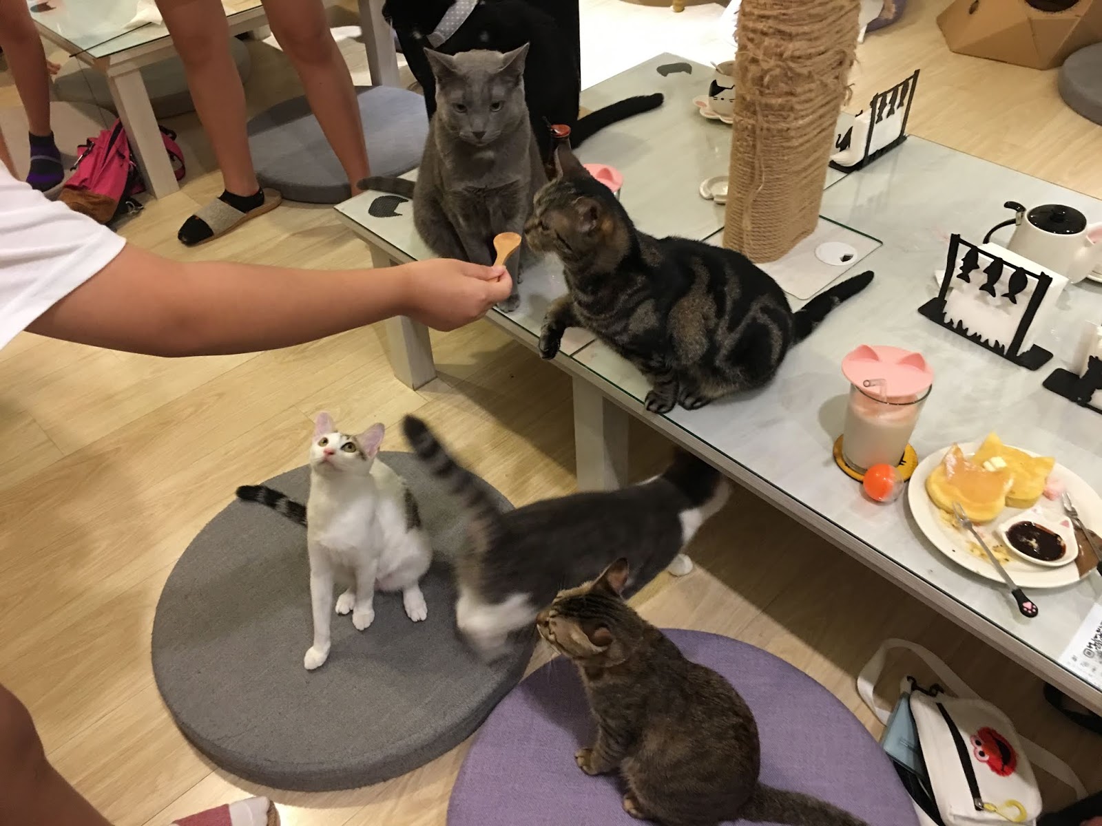 板橋美食 新埔站 貓欸camulet 貓咪主題餐廳 超級療癒的吸貓天堂咖啡廳