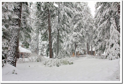 121223_snow_050