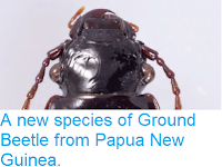 http://sciencythoughts.blogspot.co.uk/2014/04/a-new-species-of-ground-beetle-from.html