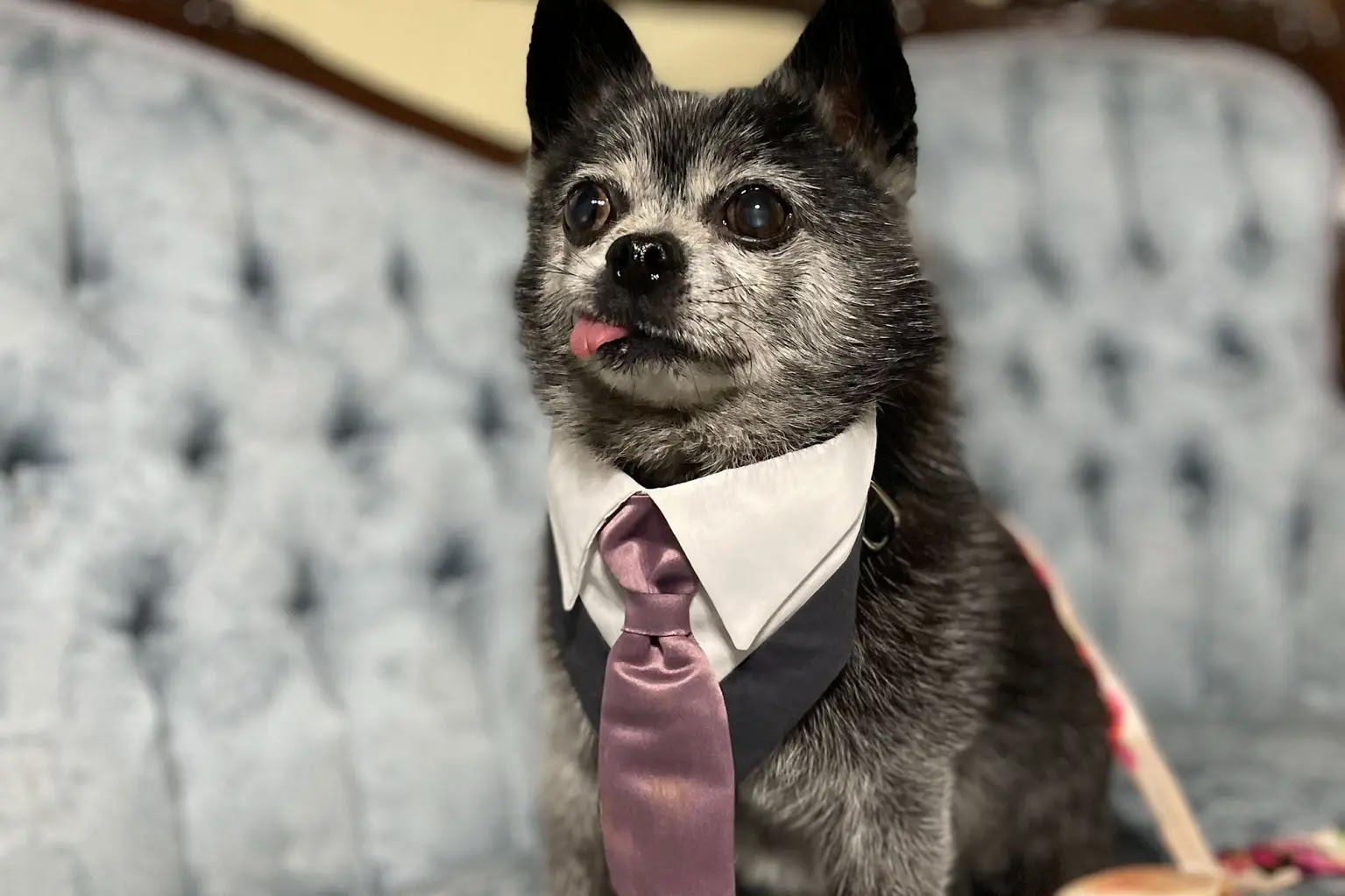 Dog wearing suit and tie at his owner’s wedding ceremony