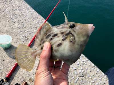 [最も選択された] カワハギ 薄皮 食べる 321662-カワハギ 薄皮 食べる