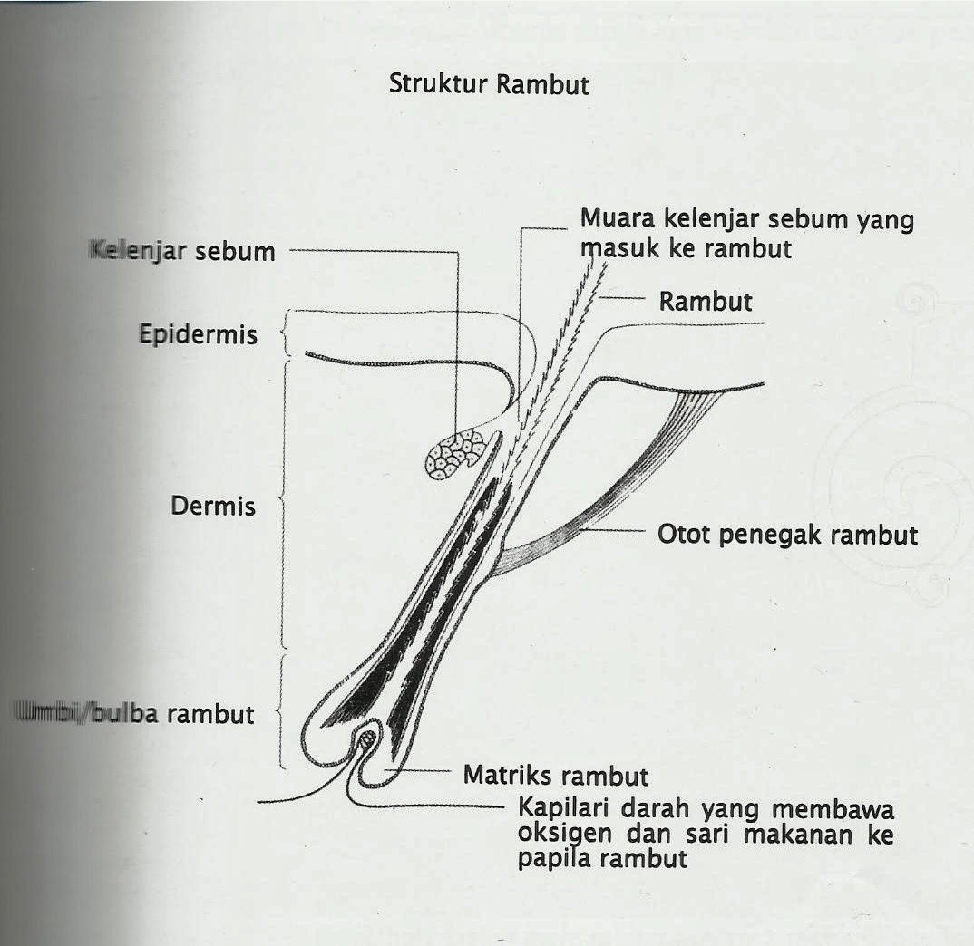 MIZZ ZERYN PENGENALAN RAMBUT  DAN KULIT KEPALA