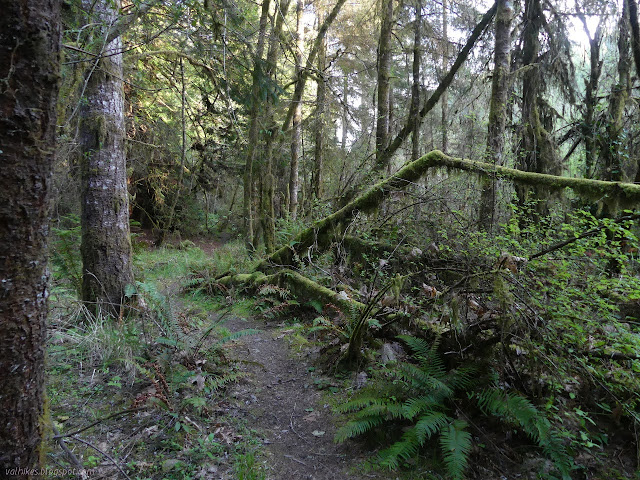 line of dirt with lots of trees around