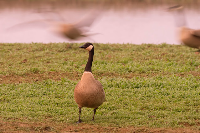 Sandhill Cranes, ducks, pintail ducks, bufflehead ducks, bird, bird watching, California, Sacramento, nature, egrets,