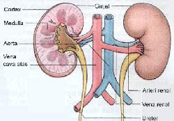 ginjal, gangguan ginjal,gagal ginjal