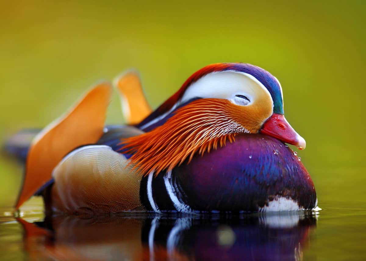 male and female mandarin ducks