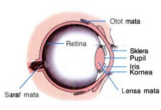  yang akan kita bahas pada kesempatan kali ini terdiri dari  17+ Bagian Bagian Mata, Fungsi, dan Gambar (Terlengkap)