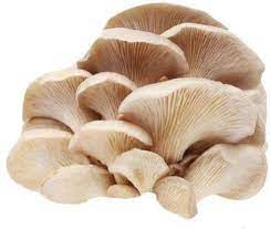 Buy White Oyster Mushroom-Mother Spawn | where To Buy White Oyster Mushroom Spawn? | White Oyster Mushroom Spawn Supplier