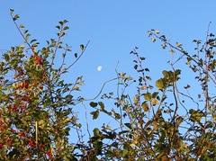 moonpeek