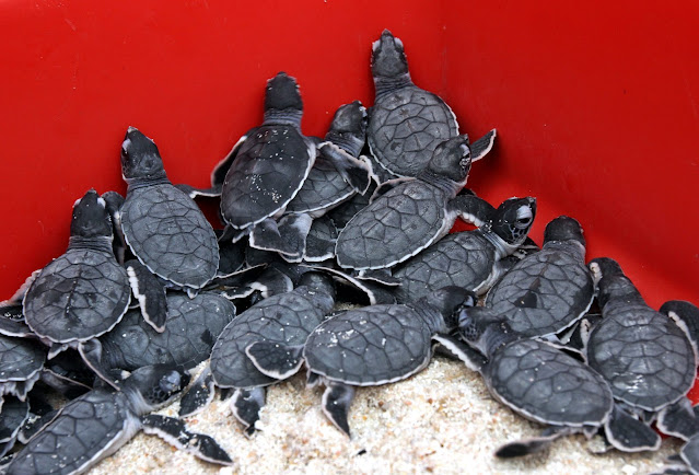 海龟蛋要孵化成小海龟不简单，要长成大海龟更是一个十分艰难的过程。