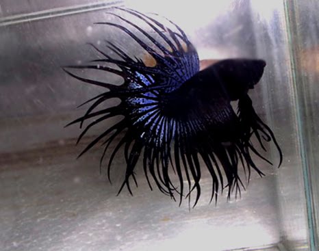 Betta Fish With Images