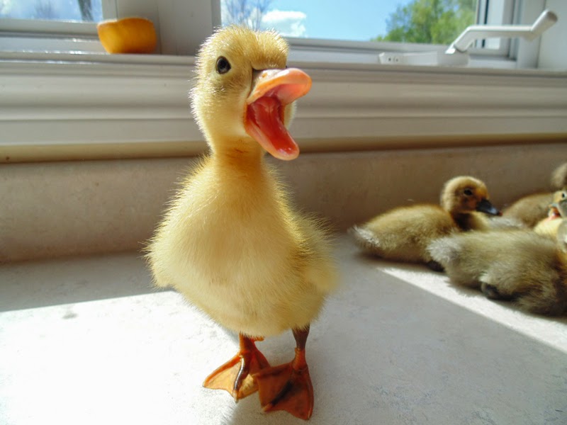 Pixie Hill: Ducks!