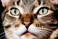 Close-up of a tabby cat's face with piercing green eyes on a black background.