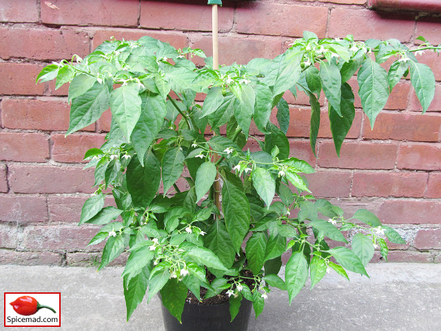 Orange Habanero - 2nd September 2021