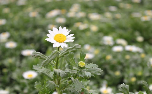 Creeping Daisy Flowers Pictures