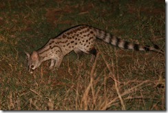 Common Gennet 