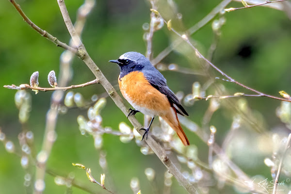 Redstart