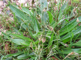 lanceleaf plantain, Plantago lanceolata