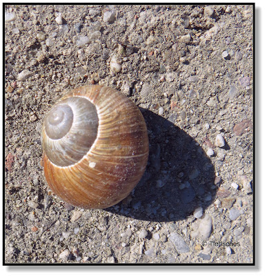 Schnecke