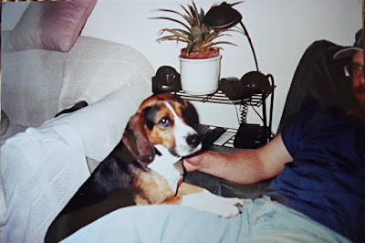 Beagle leaning on his human's chair