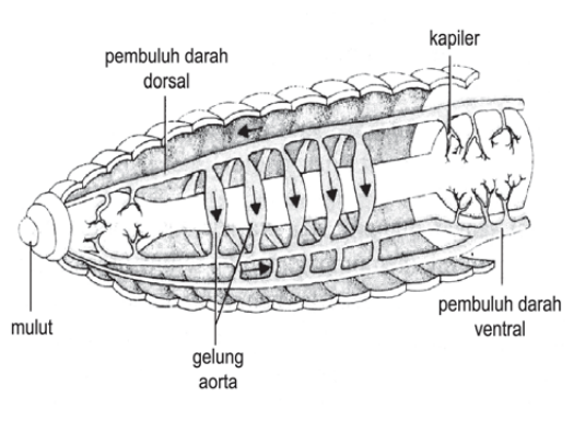  Gambar Sistem Saraf Hewan Vertebrata  Avertebrata Definisi 