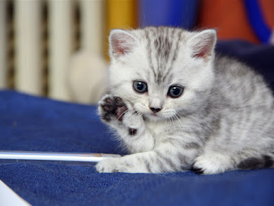 cute cats wallpaper free download 35