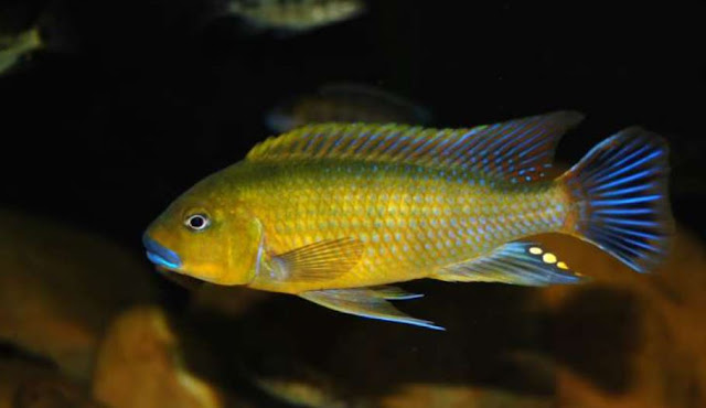 Blue Daktari Malawi Cichlid