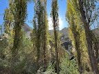 Pigeon Valley poplar trees