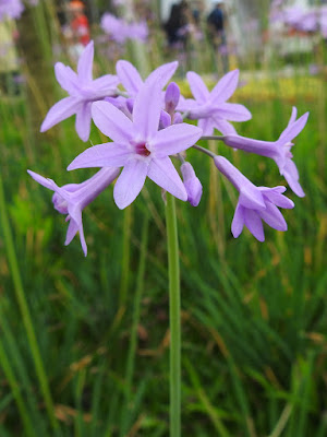 紫嬌花的花序