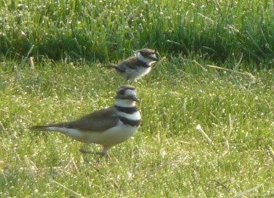 killdeer hen? and chick