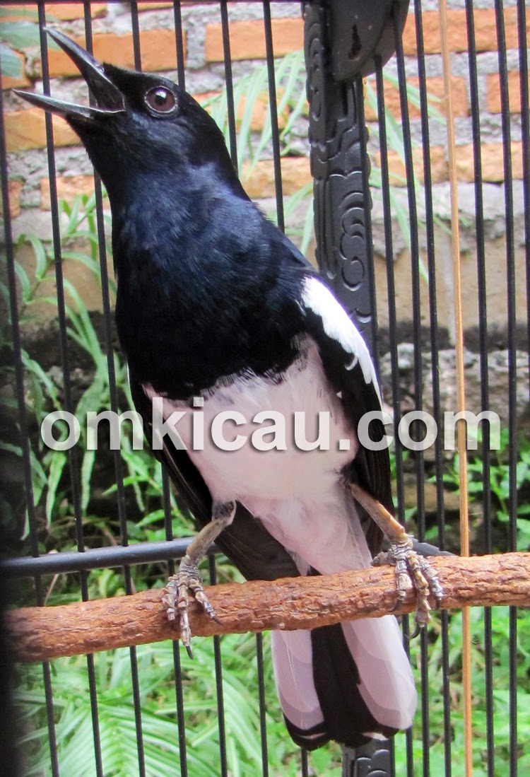 Foto Foto Kacer Jawara di Indonesia Burungmaster com