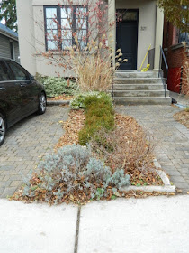 Toronto Front Yard Oakwood Vaughan Fall Cleanup Before by Paul Jung Gardening Services--a Toronto Gardening Company