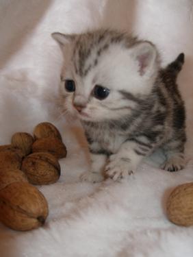 Cute  Pictures on Silly Cat Pictures  Cutest Kittens Ever
