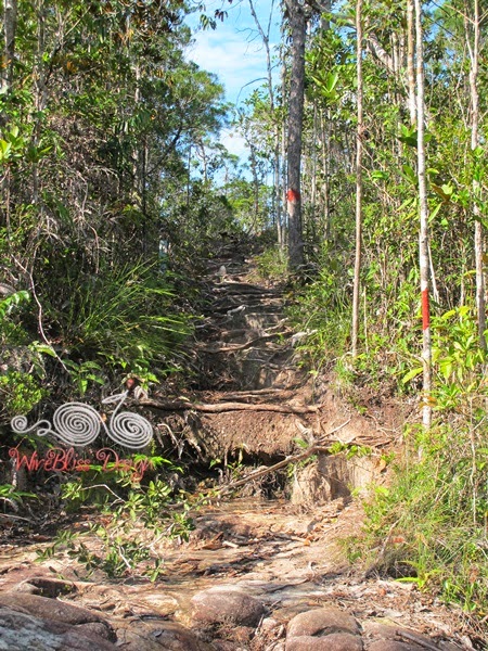 Lintang Trail Heath Forest @ Bako NP - Heath Forest section